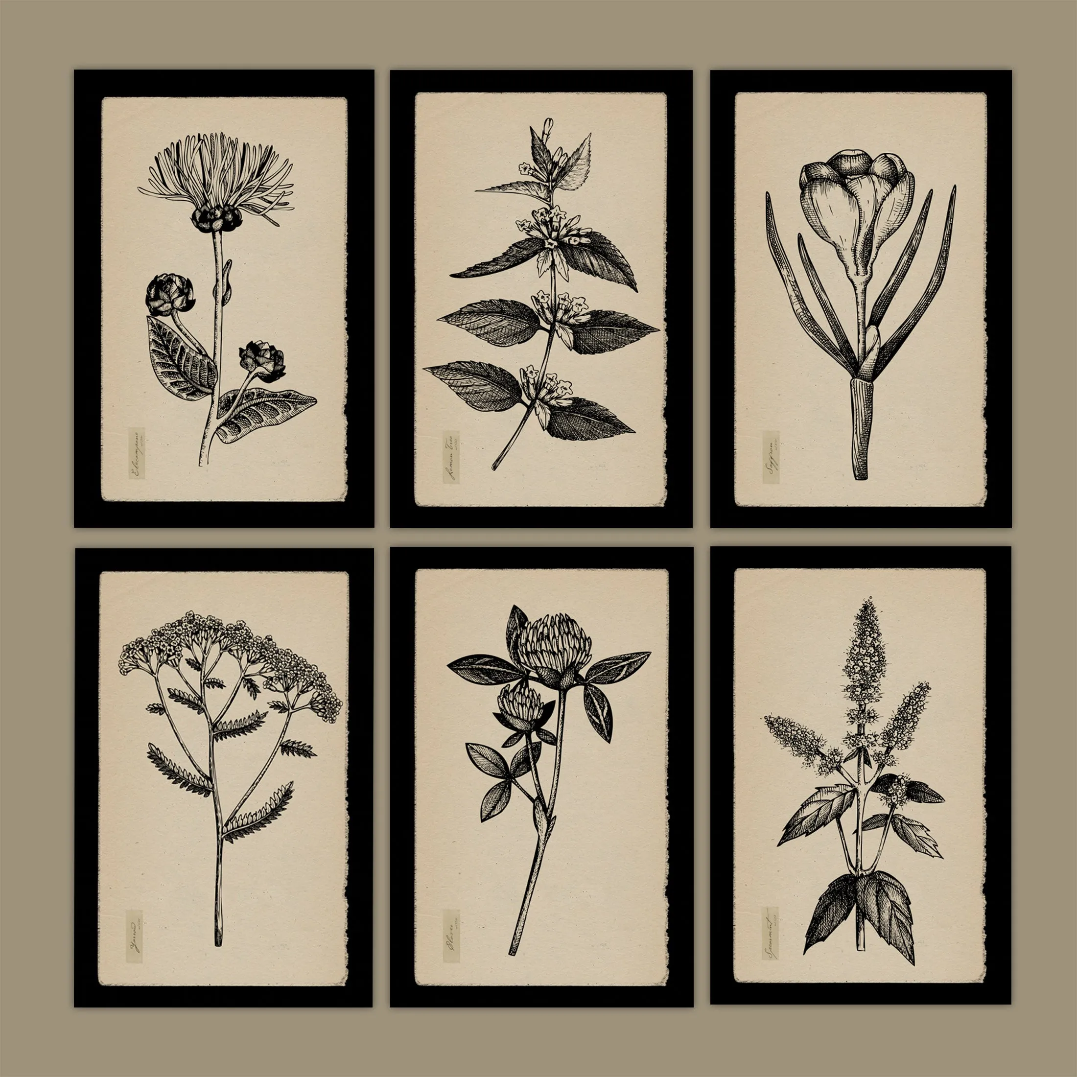 Vintage Botanical Herbs on Creme Background