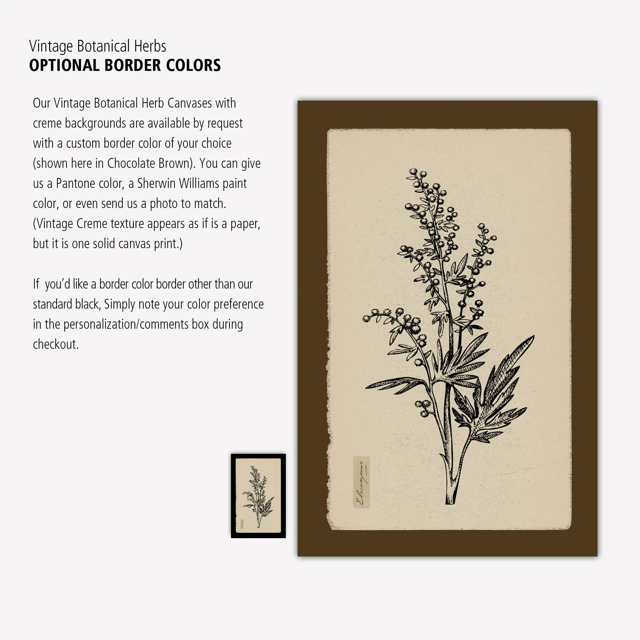 Vintage Botanical Herbs on Creme Background